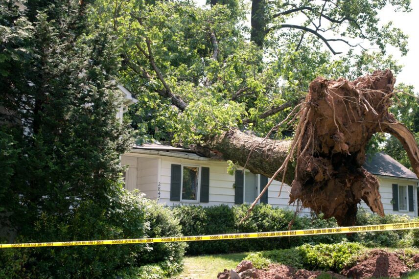 Can I Sue if My Neighbor’s Falling Tree Injures Me?